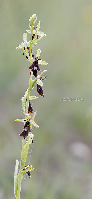 蝇兰(Ophrys entomtifera)